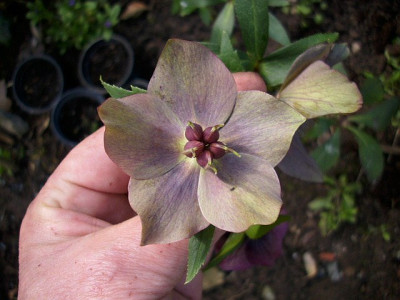 purpuranemone_i._verbluhen.jpg