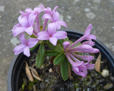 Daphne_sericea_Steckling_fars_2010.jpg