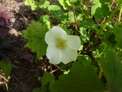 Glaucidium_palmatum_var._leucanthum_fars_2010.jpg