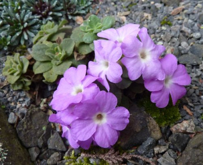 Primula_allionii_4_fars_2010.jpg
