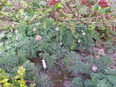 Dicentra_Furses_Form_Bestand_640x480.jpg