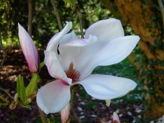 DSCF4178.jpg