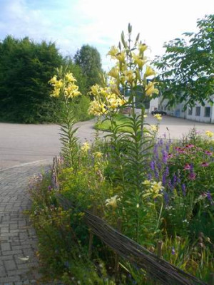 Lilien3.JPG