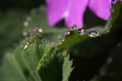 Apriltropfen-009-Kopie.jpg
