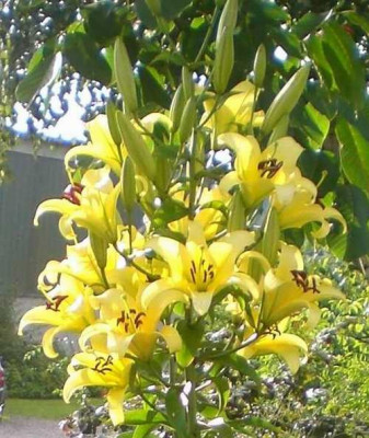 Lilien4.JPG