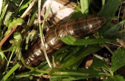 Lepidoptera_raupe2_2006-06.jpg