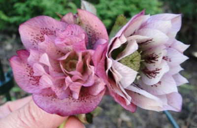 18._April_2010_008.JPG