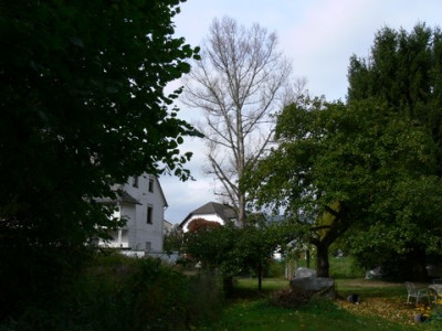 P1050427_V.jpg
