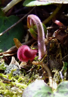 DSCF0391_eSoldanella_villosa.JPG