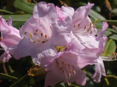 Rhododendron_balfourianum_Blute_IMG_5362.JPG