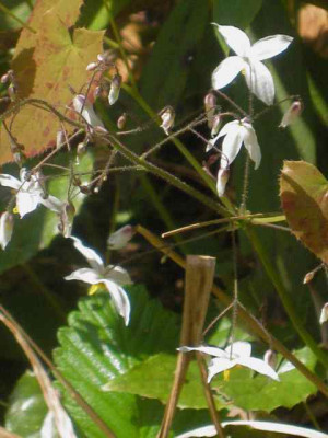 Epimedium_diphyllum_IMG_5328.JPG