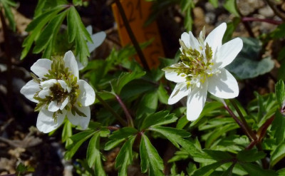 DSCF0400_eAnemone_nemorosa.JPG