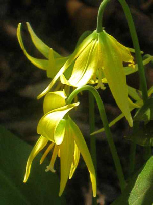Erythronium_multiscapoideum1_IMG_5308.JPG