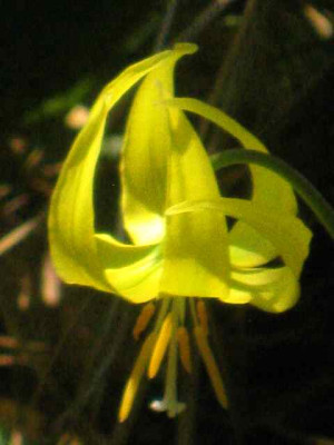 Erythronium_multiscapoideum2_IMG_5333.JPG