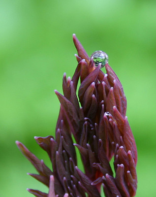 Dicentra_Austrieb_1_5.jpg