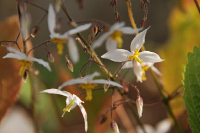 epimedium_stellulatum_wudang_star.jpg