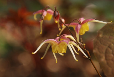 epimedium_fire_dragon_10.jpg