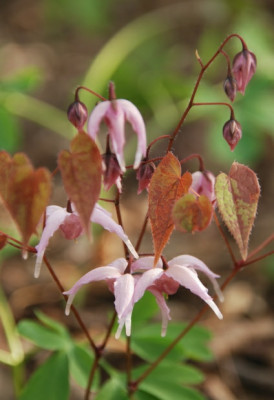 epimedium_togen_10.jpg