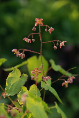 epimedium_x_cantabrigiense_10.jpg