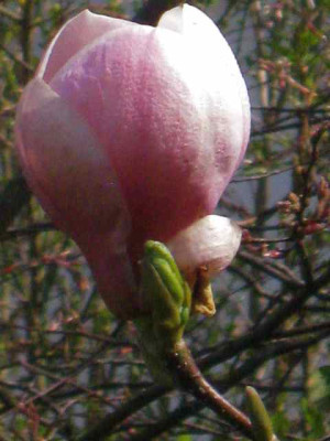 Magnolia_soul._Burgundy_IMG_5398.JPG
