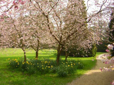 77cherrydaff.jpg