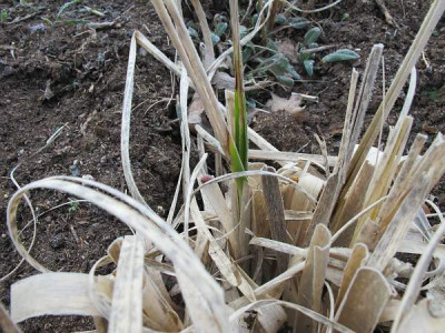 Cortaderia1_ue_.jpg