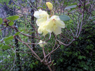 Kopie_von_210420102026R._campylocarpum_ssp._caloxanthum.jpg