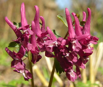 Corydalis_lila.JPG