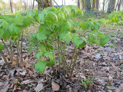 cordifolia_ue.jpg