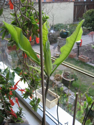 2010-04-23_M._macrophylla.jpg