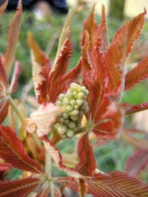 2010-04-23_Pavie.jpg
