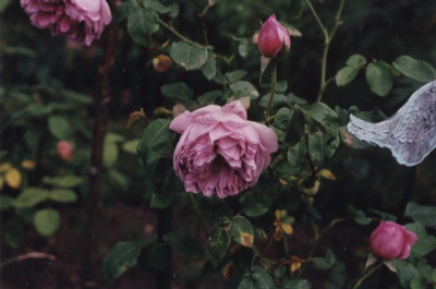 Charles__Rennie__Macintosh.jpg