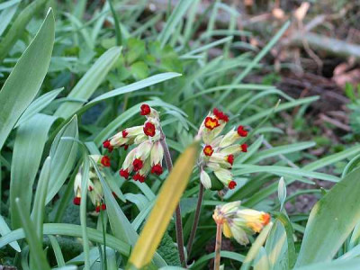primula-veris-rot-axel.jpg