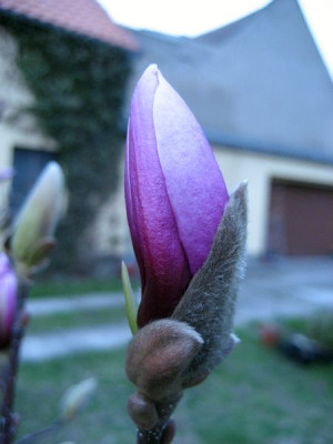 2010-04-13_susan-Hof.jpg