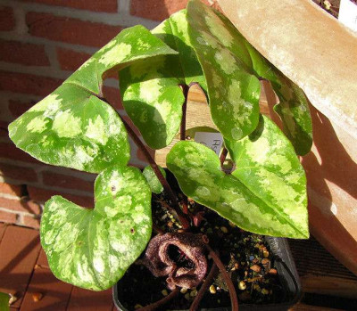 p_IMG_0875_Asarum_chingchengense.jpg