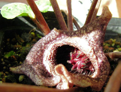 p_IMG_0874_Asarum_chingchengense.jpg