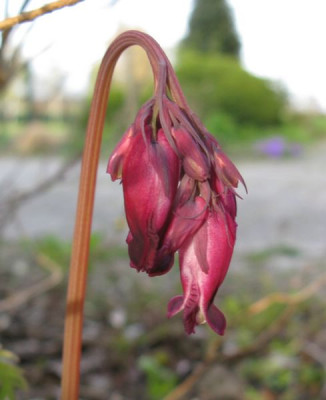 Dicentra_purpur_Slg_2_800x600.jpg