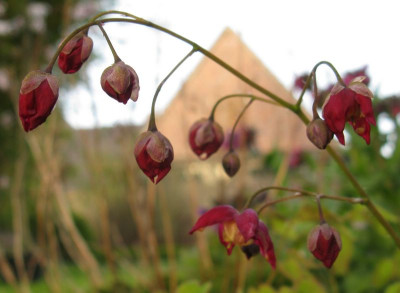 Epimedium_x_rubrum_800x600.jpg