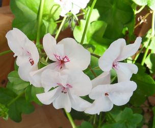 Pelargoniekl.jpg