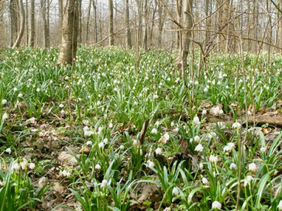 Leucojum_im_Wald5.jpg