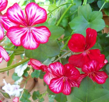 Pelargonieneu.jpg