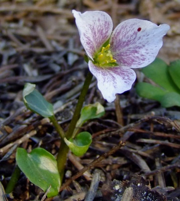 DSCF0370_eTrillium_rivale_Purple_Heart.JPG