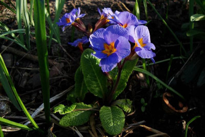 primula_himmelblau.jpg