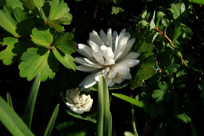 sanguinaria2010.jpg