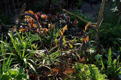 polygonum_betburg.jpg