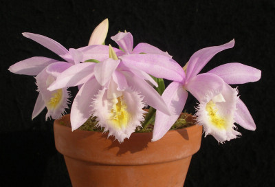 comp_Pleione_Ueli_Wackernagel_Pearl.jpg