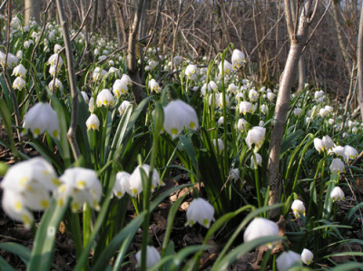 Leucojum_im_Wald3.jpg