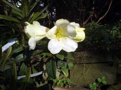 Kopie_von_250420102065R.lindleyi_HECC10023.jpg
