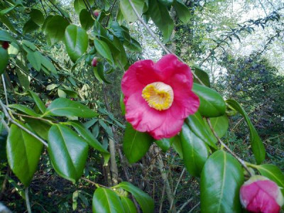 Kopie_von_240420102062C.jap.N.N..jpg