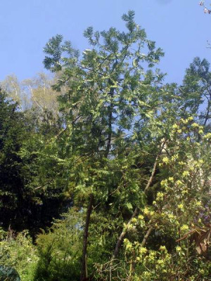 Kopie_von_250420102069Cephalotaxus_harringtonia.jpg